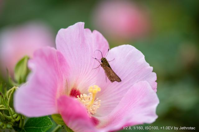 新品)SIGMA (シグマ) Art 105mm F2.8 DG DN MACRO (ソニーE用 新品)SIGMA (シグマ) Art 105mm F2.8 DG DN MACRO (ソニーE用