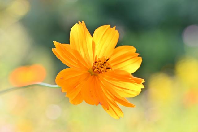 １日１分見るだけで目がよくなる２８のすごい写真   林田康隆
