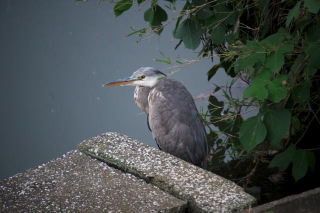 TAMRON 28-300mm F3.5-6.3 MACRO Nikon用 l.jpg