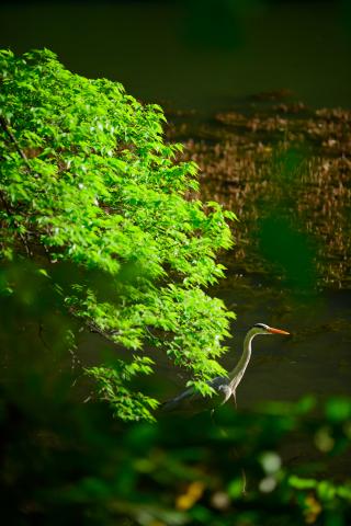 ★極上美品★ Carl Zeiss 135mm MMJ F2.8 CY ZEISS ZM レンズ | 独自の道を歩むとき