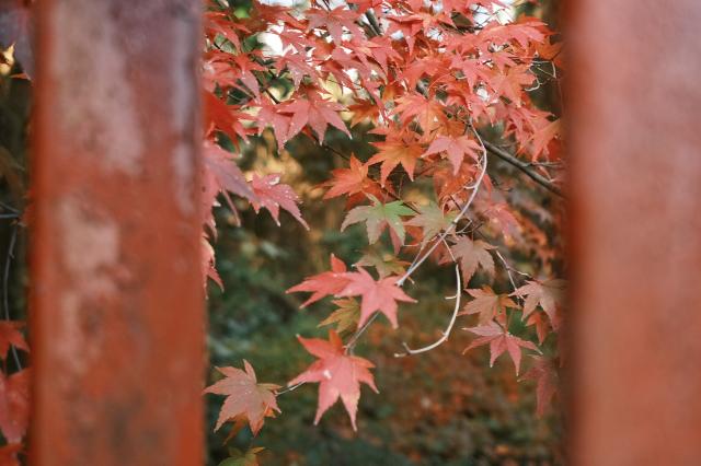 新品)FUJIFILM (フジフイルム) X-M5 XC15-45mmレンズキット 新品)FUJIFILM (フジフイルム) X-M5 XC15-45mmレンズキット