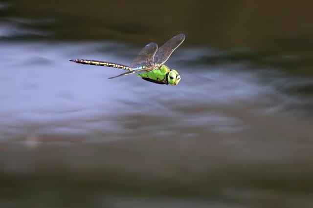 新品)Canon (キヤノン) EOS R10 RF-S18-150 IS STM レンズキット