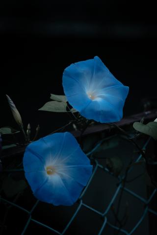 新品)Leica (ライカ) SL2 ズミクロン SL50mm F2 ASPH. セット