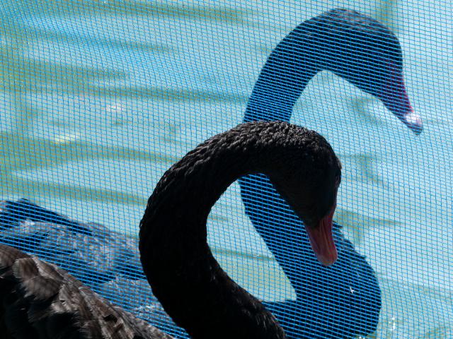 新品)Panasonic (パナソニック) LUMIX GH5II 高倍率ズームレンズキット