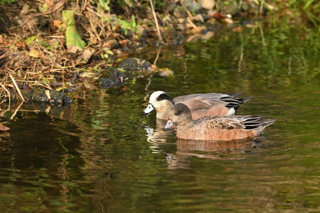ニコン Nikon 1 NIKKOR VR 70-300mm F4.5-5.6 新品)Nikon (ニコン) Z5II 24-200 レンズキット（商品ID