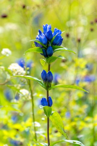 SIGMA - SIGMA Sports 60-600mm F4.5-6.3 シグマSAマウント 新品)SONY (ソニー) α7III ズームレンズキット ILCE-7M3K（商品