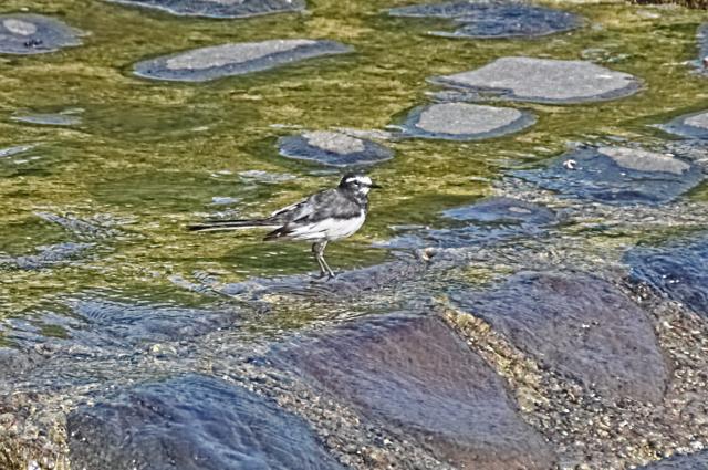 レンズ(ズーム) OLYMPUS DIGITAL ED 40-150mm F4.0-5.6 新品)OM SYSTEM（オーエムシステム） M.ZUIKO DIGITAL ED14