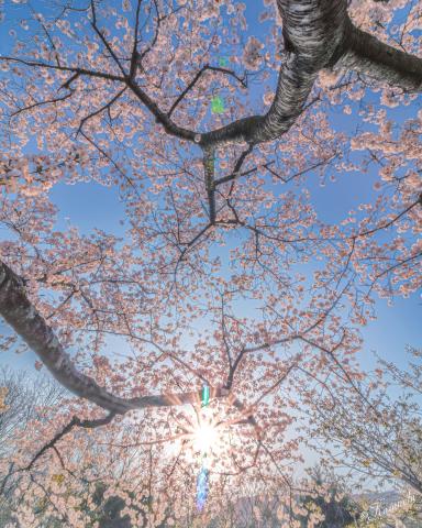 新品)Canon (キヤノン) EF-S10-18mm F4.5-5.6 IS STM(商品ID 新品)Canon (キヤノン) EF-S10-18mm F4.5-5.6 IS STM(商品ID