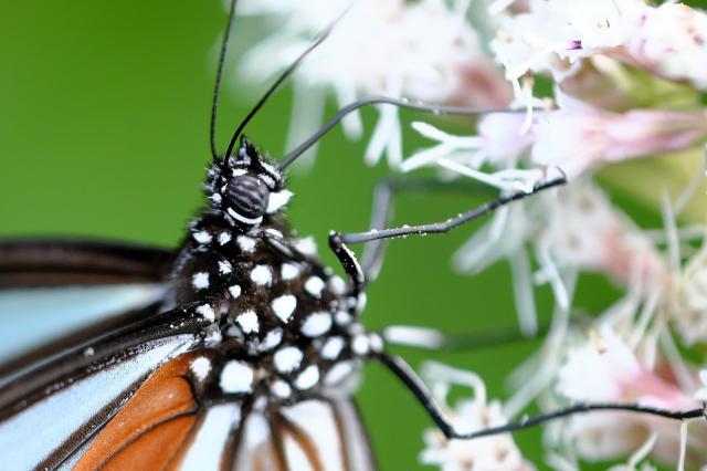 Fujinon XF80mmF2.8 LM OIS WR マップカメラ2年保証 新品)FUJIFILM (フジフイルム) フジノン XF80mm F2.8 R LM OIS