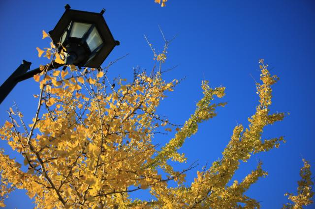 レンズ(ズーム) SONY FE 24-240mm F3.5-6.3 OSS 新品)Nikon (ニコン) Z50II ダブルズームキット（商品ID