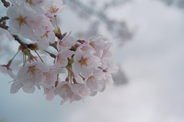 新品)TAMRON (タムロン) 50-300mm F4.5-6.3 Di III VC VXD/Model A069S