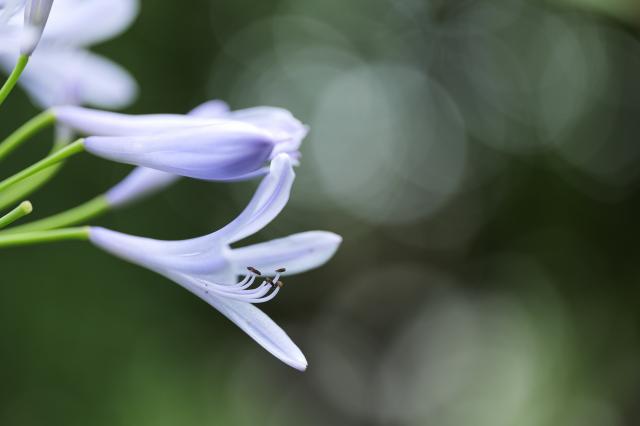 新品)SIGMA (シグマ) Art 105mm F2.8 DG DN MACRO (ライカSL/TL 新品)SIGMA (シグマ) Art 105mm F2.8 DG DN MACRO (ライカSL/TL