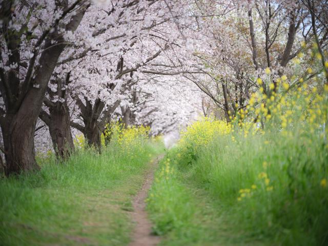 新品)Carl Zeiss (カールツァイス) Milvus 135mm F2 ZE（キヤノンEF用