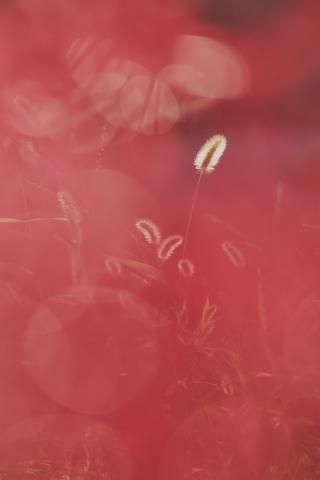 TAMRON AF 28-300mm F3.5-6.3 PENTAX用 新品)Panasonic (パナソニック) LUMIX S9 高倍率ズームレンズ