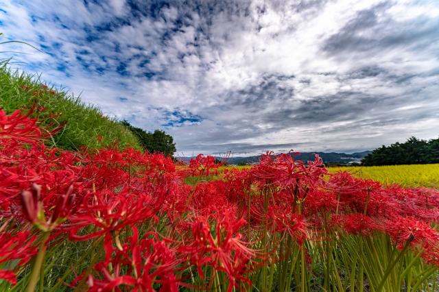 その他 RED 新品)LAOWA （ラオワ） 10mm F2.8 ZERO-D FF AF （ソニーE用