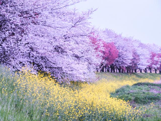 ★極上美品★ Carl Zeiss 135mm MMJ F2.8 CY ZEISS ZM レンズ | 独自の道を歩むとき