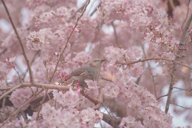 レンズ(ズーム) SONY E 18-135mm F3.5-5.6 OSS 新品)PENTAX (ペンタックス) KF DA L 18-55WR レンズキット