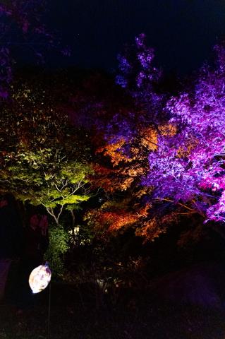 新品)SIGMA (シグマ) Contemporary 18-50mm F2.8 DC DN (キヤノンRF