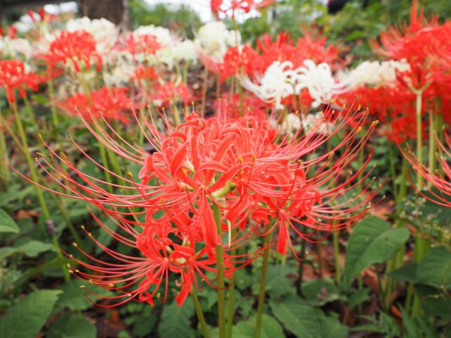 新品)OLYMPUS (オリンパス) M.ZUIKO DIGITAL ED 7-14mm F2.8 PRO（商品