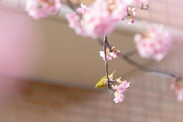 新品)Panasonic (パナソニック) LUMIX S5II ダブルレンズキット DC