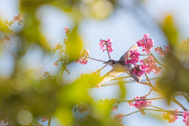 新品)Panasonic (パナソニック) LUMIX S5II ダブルレンズキット DC