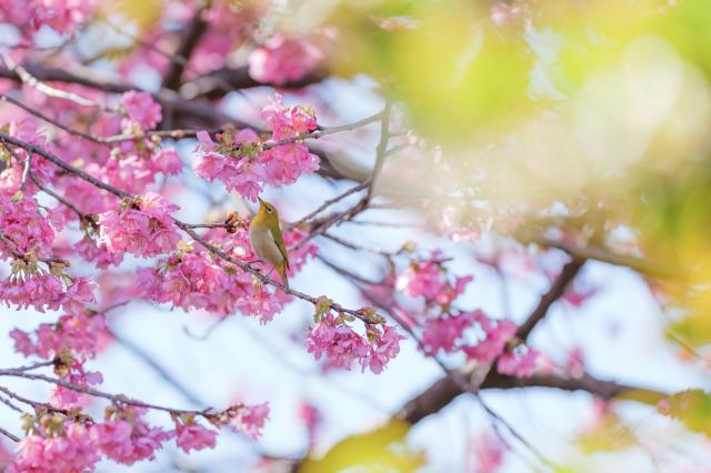 新品)Panasonic (パナソニック) LUMIX S5II ダブルレンズキット DC