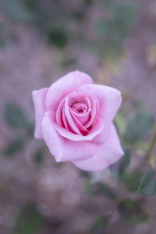 新品)Leica (ライカ) SL2 ズミクロン SL50mm F2 ASPH. セット シルバー