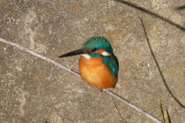 新品)Canon (キヤノン) RF100-400mm F5.6-8 IS USM（商品ID