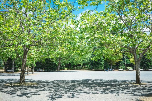 カメラ レンズ(単焦点) 新品)SONY (ソニー) Sonnar T* FE 35mm F2.8 ZA SEL35F28Z（商品ID 