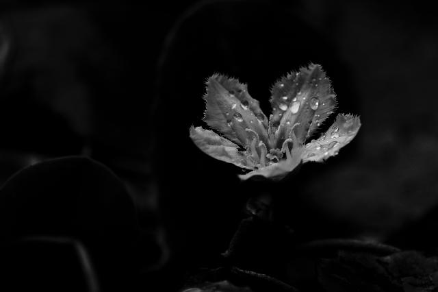 新品)TAMRON (タムロン) 18-300mm F3.5-6.3 Di III-A VC VXD / Model