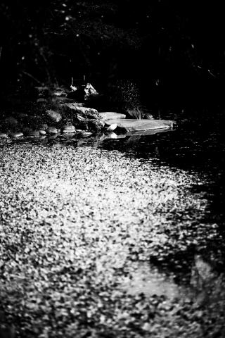 ★極上美品★ Carl Zeiss 135mm MMJ F2.8 CY ZEISS ZM レンズ | 独自の道を歩むとき