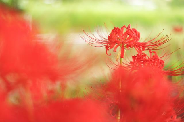 新品)Canon (キヤノン) EF50mm F1.8 STM（商品ID：4549292037692）詳細 
