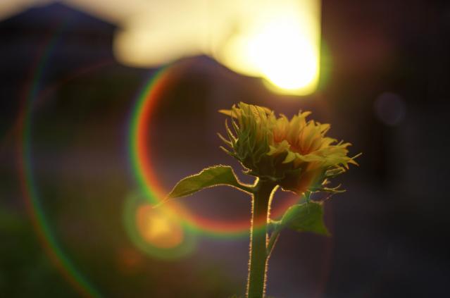 Amazon.co.jp: ペンタックス smc PENTAX-FA 50mmF1.4 Classic