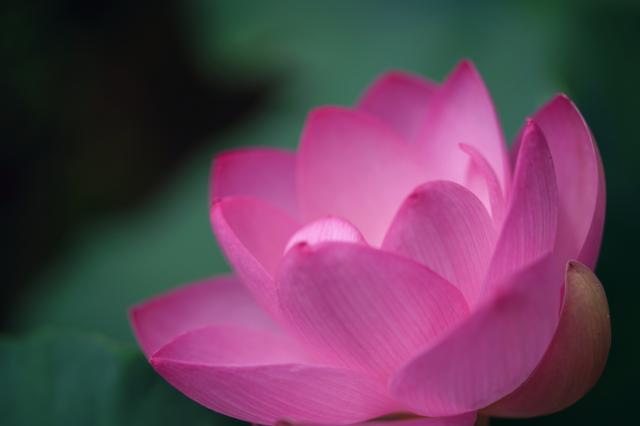 SONY (ソニー) FE 90mm F2.8 Macro G OSS SEL90M28G