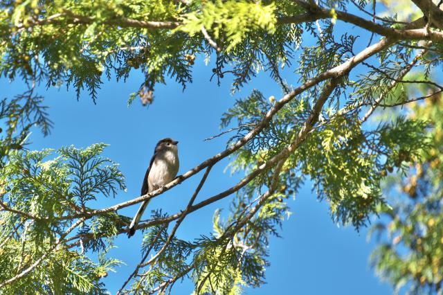 新品)Nikon (ニコン) Z50II ダブルズームキット（商品ID