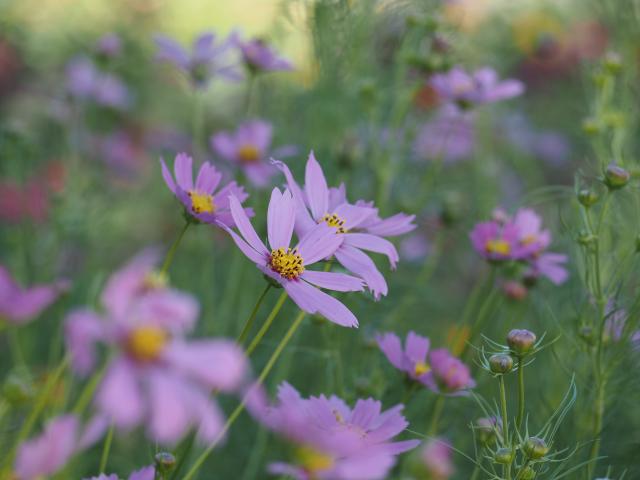 レンズ(ズーム) OLYMPUS DIGITAL ED 40-150mm F4.0-5.6 新品)OM SYSTEM（オーエムシステム） M.ZUIKO DIGITAL ED14
