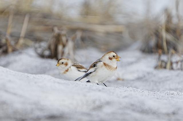 所ジョージ　世田谷ベース　ツチノッパ　箱　説明書付き 新品)SONY (ソニー) FE 200-600mm F5.6-6.3 G OSS SEL200600G（商品ID