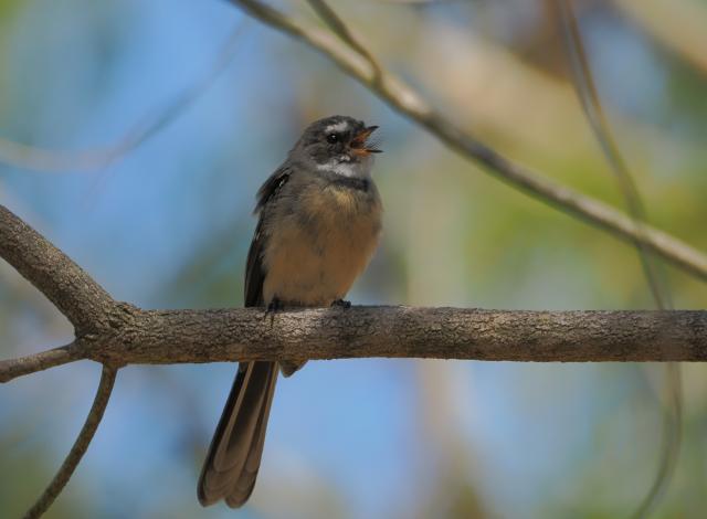 新品)OM SYSTEM（オーエムシステム） OM-1 Mark II 100-400mm II 超