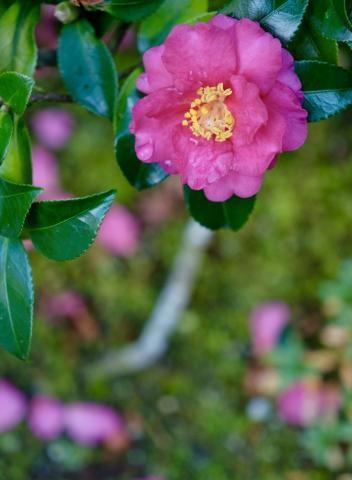 新品)SIGMA (シグマ) Contemporary 18-50mm F2.8 DC DN (フジフイルムX