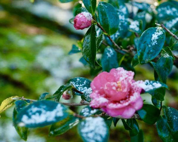 新品)SIGMA (シグマ) Contemporary 18-50mm F2.8 DC DN (フジフイルムX