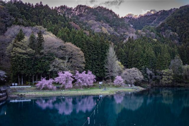 カメラ レンズ(単焦点) 新品)SONY (ソニー) Sonnar T* FE 35mm F2.8 ZA SEL35F28Z（商品ID 