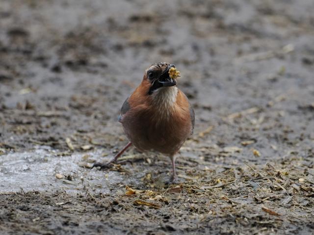 新品)OM SYSTEM（オーエムシステム） OM-1 Mark II 100-400mm II 超