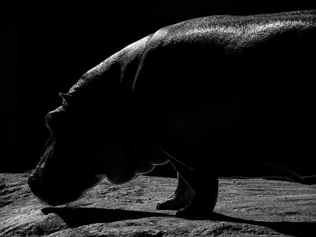 新品)Panasonic (パナソニック) LUMIX GH5II 高倍率ズームレンズキット