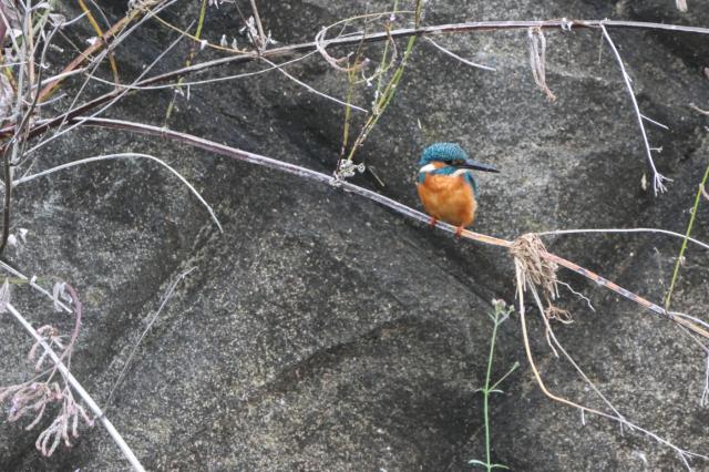 Canon用　TAMRON 11-18mm F4.5-5.6 新品)Canon (キヤノン) EOS R7 RF-S18-150 IS STM レンズキット（商品