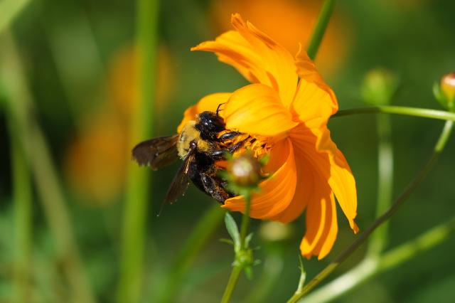 新品)FUJIFILM (フジフイルム) フジノン XF80mm F2.8 R LM OIS