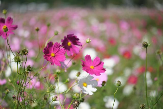 新品)FUJIFILM (フジフイルム) フジノン XF80mm F2.8 R LM OIS WR