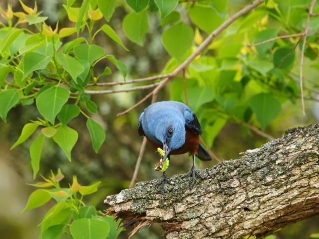 雀 中古)OM SYSTEM（オーエムシステム） M.ZUIKO DIGITAL ED 100