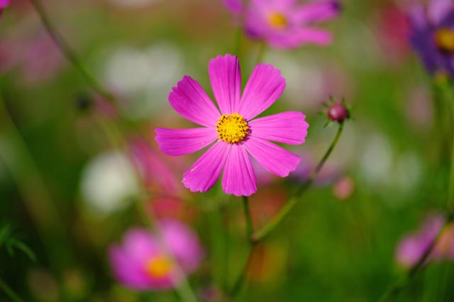 新品)FUJIFILM (フジフイルム) フジノン XF80mm F2.8 R LM OIS WR