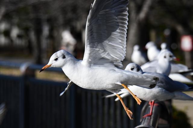 新品)Nikon (ニコン) NIKKOR Z 28-400mm F4-8 VR（商品ID