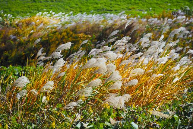 新品)OM SYSTEM（オーエムシステム） OM-5 Mark II 12-45mm F4.0 PRO